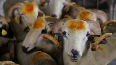 2025 Kurban Bayramı Tatili Kaç Gün?