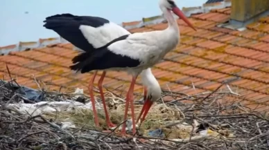 Yaren leyleğin 2 yavrusu yumurtadan çıktı, 2 yavru yolda