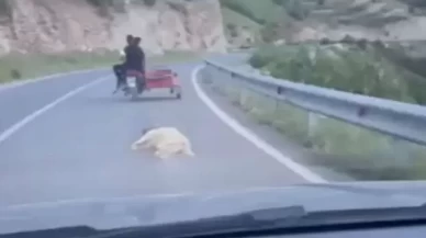 Kahramanmaraş'ta köpeğe eziyet eden şahsa verilen ceza belli oldu