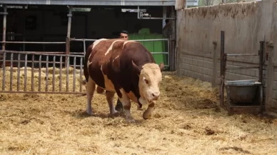 Adı poyraz, ağırlığı 1.5 ton! Fiyatı ise kurbanlıkları solladı