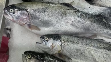 Doğu Karadeniz'in somon ihracatı 35,8 milyon doları aştı