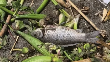 Hatay’da Asi Nehri’nden Akdeniz’e kadar ölü balıklar sahile vurdu