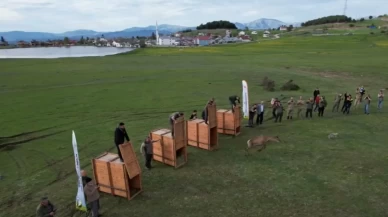 Ordu'da doğaya 13 kızıl geyik salınacak