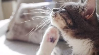 Kedilerde Pire Neden Olur? Belirtileri Nelerdir?