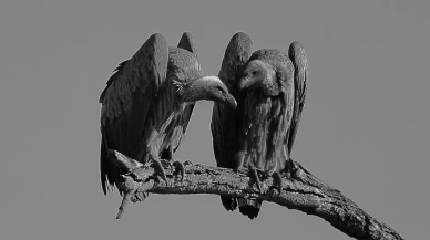 Güney Afrika'da avcılar 123 akbabanın ölümüne sebep oldu