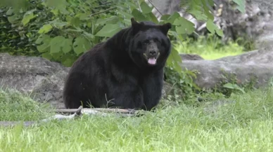 Florida'da ayı saldırısına uğrayan adam öldü