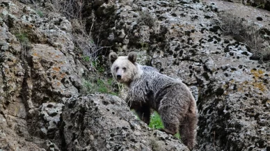 Ayı saldırısından köpekler sayesinde kurtuldu