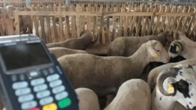 Kredi Kartı ile Kurban Alınır mı? Diyanet'ten Açıklama