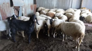 Kurbanlık seçiminde dikkat: Küpesiz ve zayıf hayvana izin yok