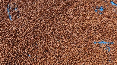 Türkiye'den fındık ihracatında rekor gelir!