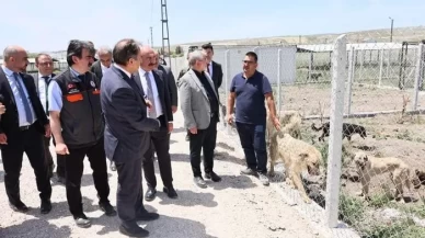 Çorum’da sahipsiz sokak hayvanları için doğal yaşam alanı kuruldu