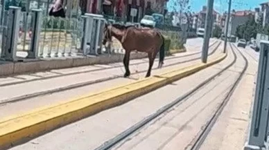 Tramvay raylarında başıboş at görüldü