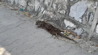 Bitkin halde bulunan su samuru koruma altına alındı