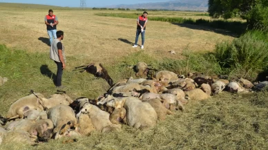 Muş'ta birbirini ezen yaklaşık 150 koyun telef oldu