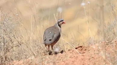 Keklikler, kene ile mücadelede biyolojik silah