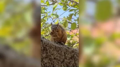 Sincap bayram kömbesi yerken sosyal medyada gündem oldu