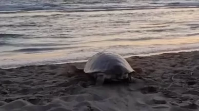 Muğla’da yaralanan caretta caretta kurtarıldı