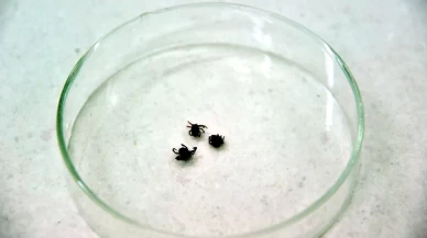 39 yaşındaki çoban hayatını kaybetti