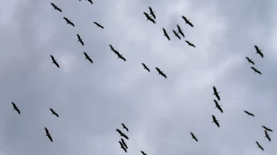 Sürü leyleklerin görüntülenmesi doğa dostlarını heyecanlandırdı