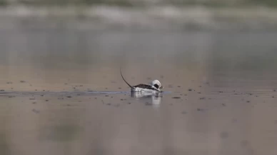 Gaziantep'te ilk defa görülen kuş, ilgi çekti