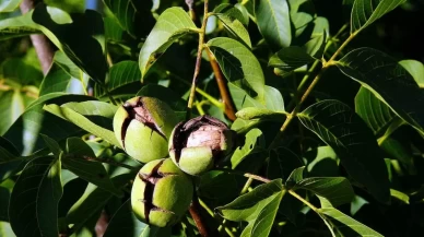 Ceviz Yetiştiriciliği ve Püf Noktaları