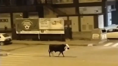 Konya'da firari boğa ortalığı birbirine kattı