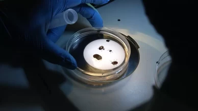 Biyologlar harekete geçti! Türkiye’de yeni canlı türü bulundu