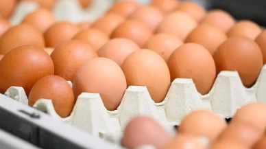 Zehir alarmı! Salmonella çıkan yumurtalar için geri çağrı başlatıldı