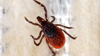 Uzmandan kene paniğine net yanıt