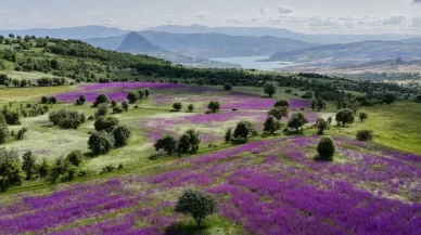Şebinkarahisar'da doğa mor renge büründü