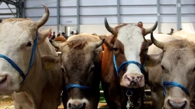 Veteriner hekimlerden Kurban Bayramı öncesi açıklama