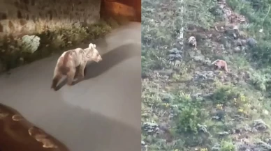 Gümüşhane’de belgesel gibi görüntüler