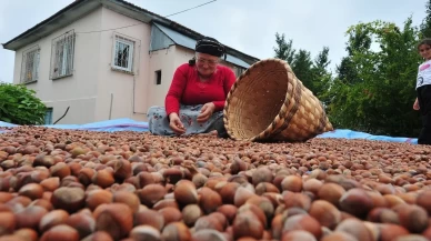 AB ülkelerine 12 bin 851 ton fındık gönderildi