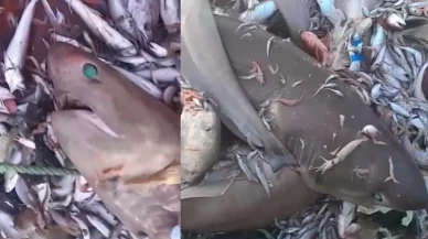 Mersin'de 8 köpek balığı ağlara takıldı