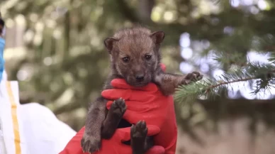 Öksüz kalan kurt yavrusu sağlığına kavuşup ailesine katılacak