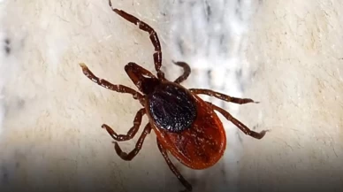 Yüksek ateş şikayetiyle gelen hasta kurtarılamadı