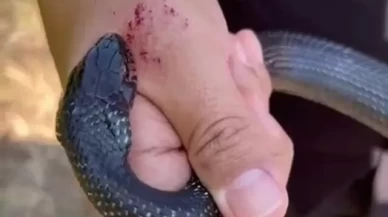 Zararsız dediği yılan elinden iki kez ısırdı