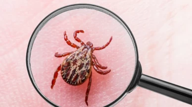 Uzmanlar kene ile ilgili uyardı: Birçok virüs bulaştırabilir!