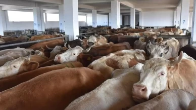 Bayburt'ta hayvan giriş çıkışları yasaklandı