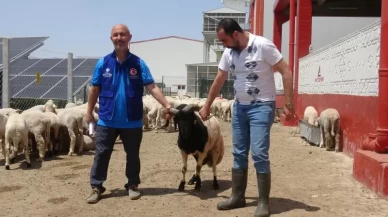 Erdoğan'ın bağışladığı kurbanlık 2 koç kesildi