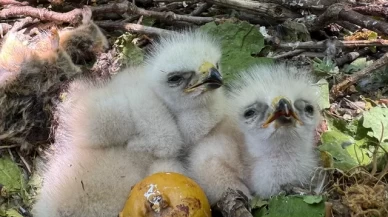 3 kartal yavrusu doğal ortamında görüntülendi