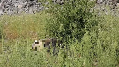 Fatma Acar 45 yaşındaydı... Sızgıla otu canına mal oldu