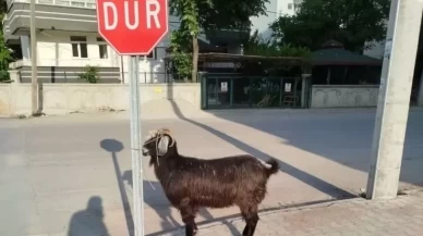 Konya'da firari keçiler ekipler tarafından bulundu
