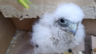 Sivas'ta bulunan yavru kızıl şahin koruma altına alındı