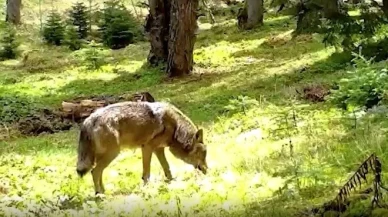 Nesli tehlike altındaki bozkurt ormanda görüntülendi