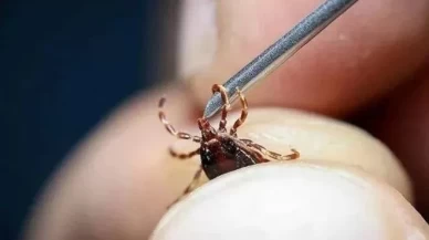 Ankara'da kene uyarısı!