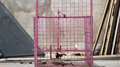 Mersin'de site içinde dolaşan maymun yakalanmaya çalışılıyor