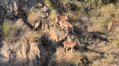 Gümüşhane dağlarının süsü yaban keçileri şehrin de süsü oldu