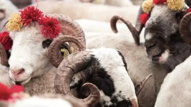 Kurban kesilmeden önce bir şey yememek gerekir mi?