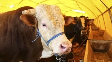 Kurban pazarlarında hareketlilik! Fiyatlar dudak uçuklatıyor